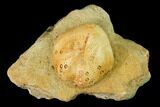 Sea Urchin (Lovenia) Fossil on Sandstone - Beaumaris, Australia #144374-1